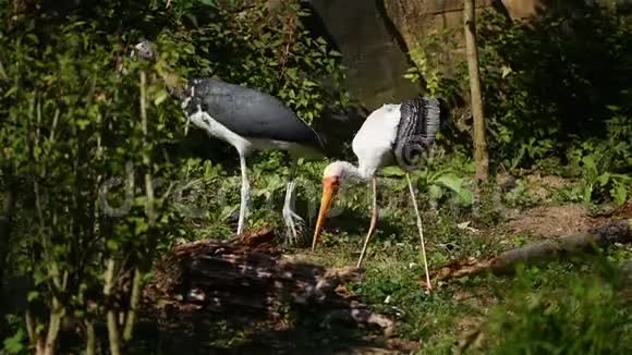 鹳鸟拉丁名mycterialeucofhala站在河里大鹳鸟有黄色的喙和白色的羽毛视频的预览图