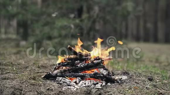 小营篝火在春林中燃烧视频的预览图