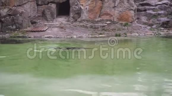 毛皮海豹在柏林动物园的池塘里游泳视频的预览图