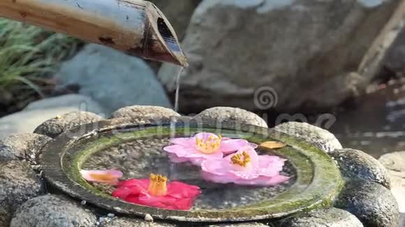 日式喷泉茶花上的水滴视频的预览图