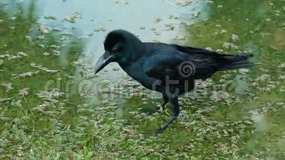 黑乌鸦享受水浴视频的预览图