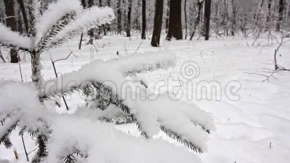 冬季森林滑雪旅行视频的预览图