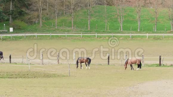 白天在森林附近的马场有两匹棕色的牧马视频的预览图