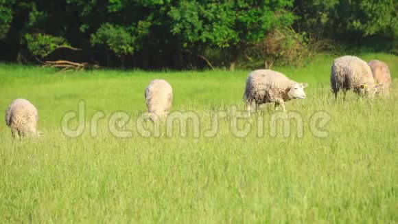 绵羊在草地上放牧视频的预览图