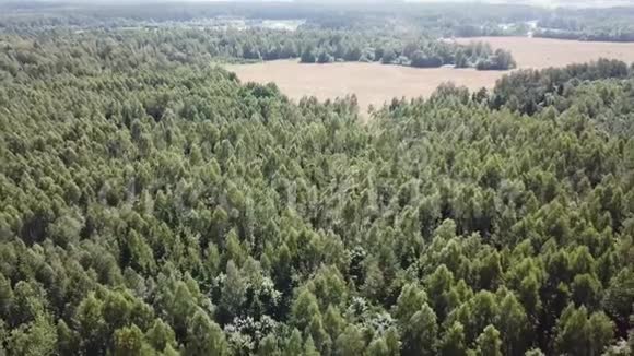 Dobromysl村附近的林区视频的预览图