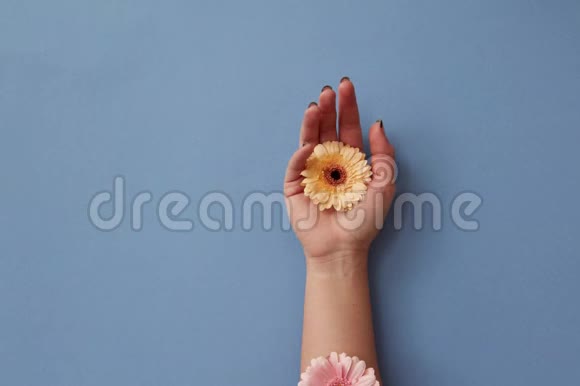 一个女人她的手花在上面温柔地贴着格伯拉斯在蓝色的背景上移动和消失视频的预览图