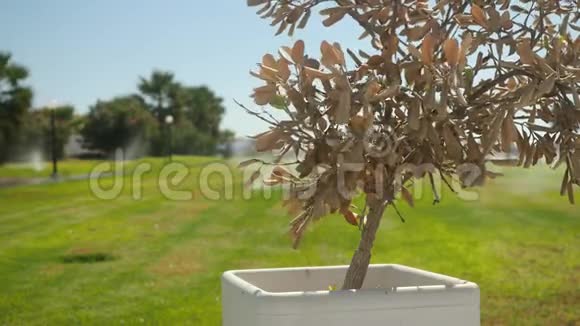 一棵橄榄树在一个白色的盆栽中特写站在草坪上用绿草浇水的背景上上面的植物视频的预览图
