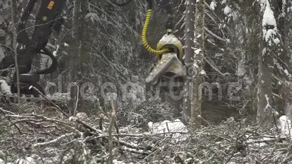 收割机机械手在冬天的森林里砍伐松树视频的预览图