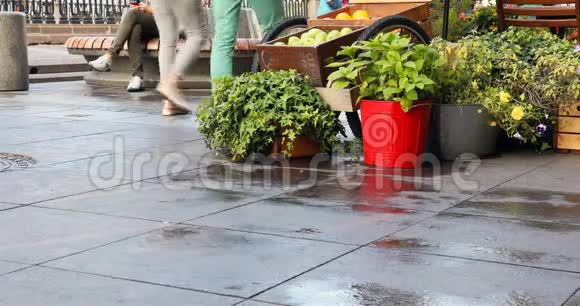 在行人脚下的湿沥青上用桶装着鲜花和绿色视频的预览图