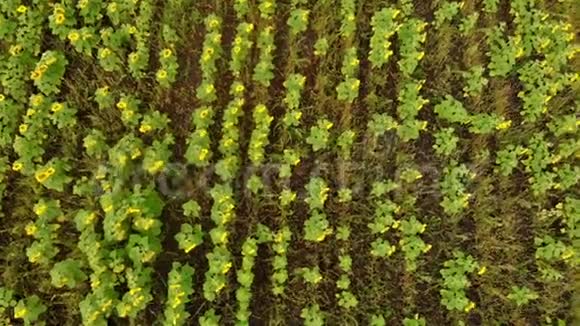 一排排成熟的向日葵的明亮田野空中视频的预览图