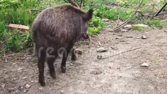 一只野猪在垃圾里寻找食物并冲破栅栏视频的预览图