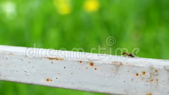 一只蚂蚁在金属表面爬行视频的预览图