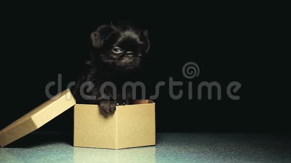 小狗肖像纸盒深色背景视频的预览图