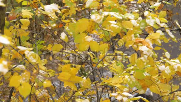 秋天的树一片树叶飘落下来视频的预览图