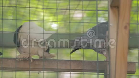 四只鸽子在鸟笼里视频的预览图