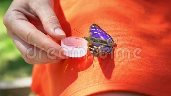 蝴蝶从雌性手中喝水一只蝴蝶坐在女孩腿上视频的预览图