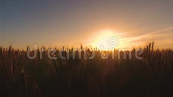 美丽的麦田在黄色的夕阳下慢动作阳光下熟透的麦穗特写视频的预览图