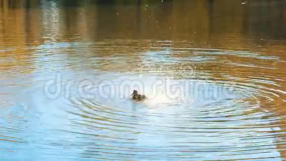 秋天的下午鸭子在湖里洗羽毛视频的预览图