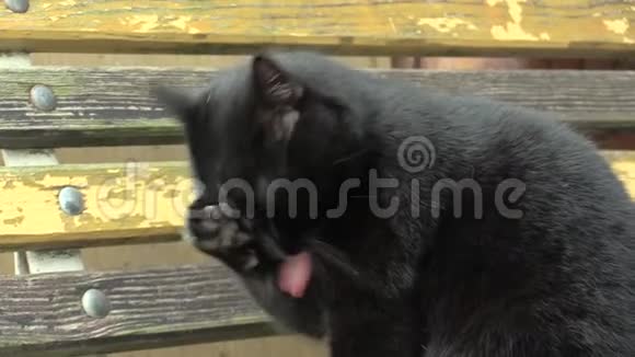 黑猫费利斯漂亮后舔舔爪子清洁和卫生猫有漂亮的眼睛国内捷克视频的预览图