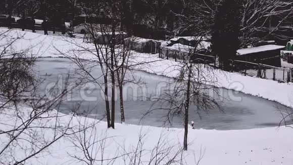 在拉脱维亚冬天的日落穿过冰冻的松树沼泽视频的预览图