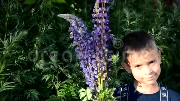 快乐的孩子手里拿着一束野花在夏天前享受着带着一束紫色的可爱男孩视频的预览图