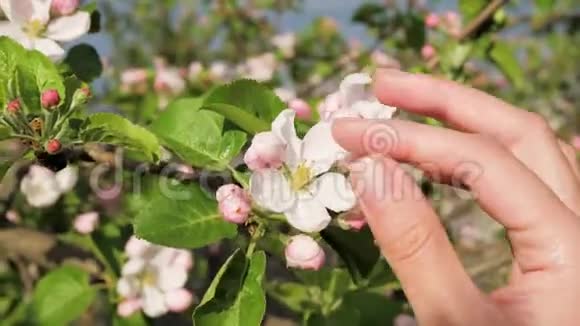 春季开花苹果花瓣的女性手触特写视频的预览图
