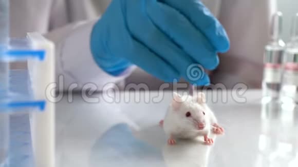 白色实验室大鼠脊髓损伤背景视频的预览图