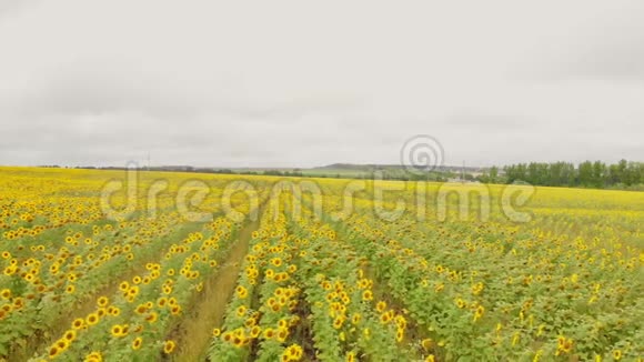 一排排成熟的黄色向日葵空中视频的预览图