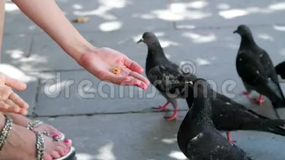威尼斯意大利2018年7月7日关闭游客从手中喂养鸽子在威尼斯驯服的鸽子视频的预览图