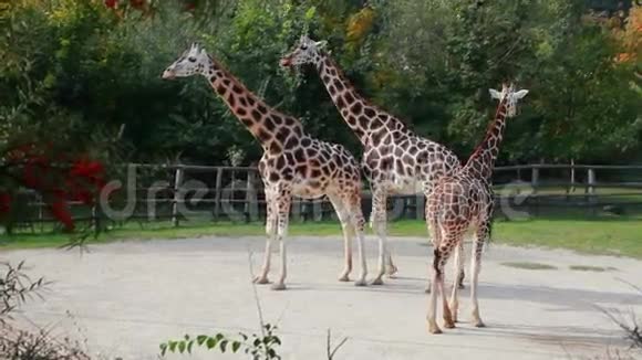 动物园的长颈鹿视频的预览图