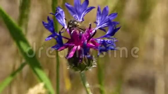 一朵精致的粉红色和蓝色的花有一只棕色的甲虫视频的预览图