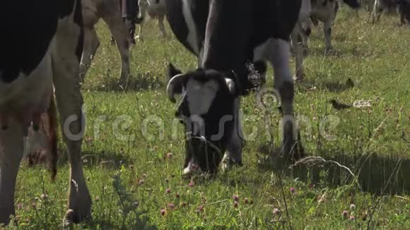 牧牛在草地上吃草和花视频的预览图