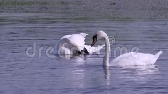 一对白色的野生天鹅鸟在湖里游泳天鹅把头浸入水中把水中的海藻拿出来吃视频的预览图