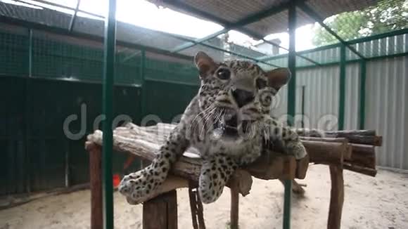 动物园笼子里的豹视频的预览图