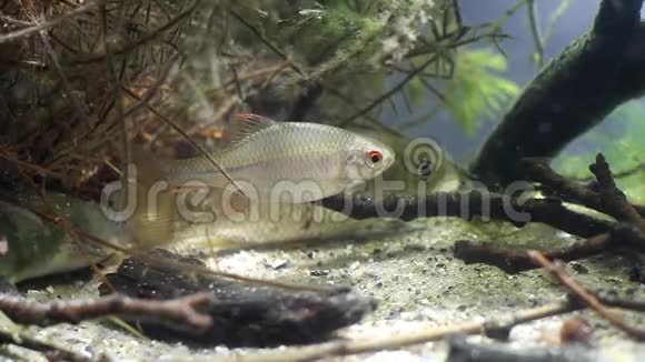 罗得乌斯阿马鲁斯欧洲苦广布野生小淡水幼鱼在典型的中度河流生物群落水族馆视频的预览图