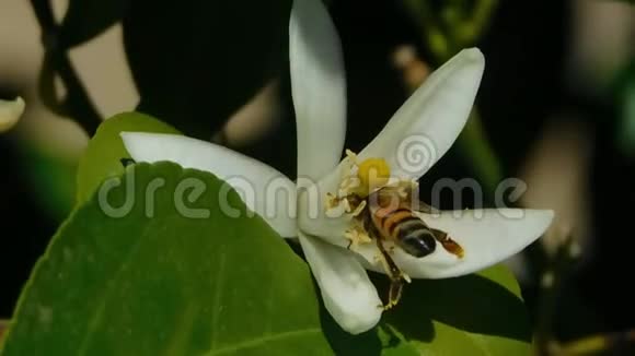 蜜蜂授粉开花的橙树视频的预览图