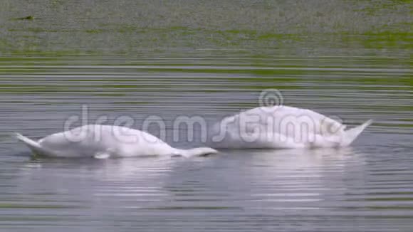一对白色的野生天鹅鸟在湖里游泳天鹅把头浸入水中把水中的海藻拿出来吃视频的预览图