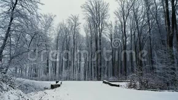 镜头移动在森林里的雪道上下雪了视频的预览图