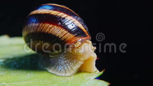 螺旋波马提亚俗称罗马蜗牛勃艮第螺食用蜗牛或蜗牛慢慢地爬在树叶上特写镜头视频的预览图