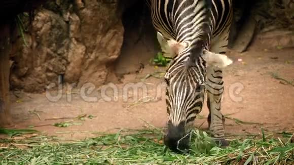 斑马在保护区吃植物视频的预览图