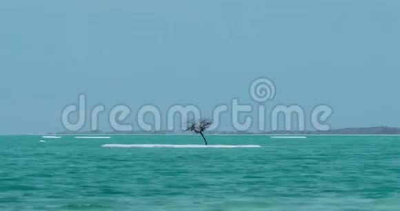 咸岛上裸树的死海景象的时间推移视频的预览图