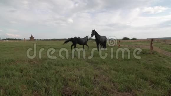 漂亮的纯种马在外面的草地上放牧视频的预览图
