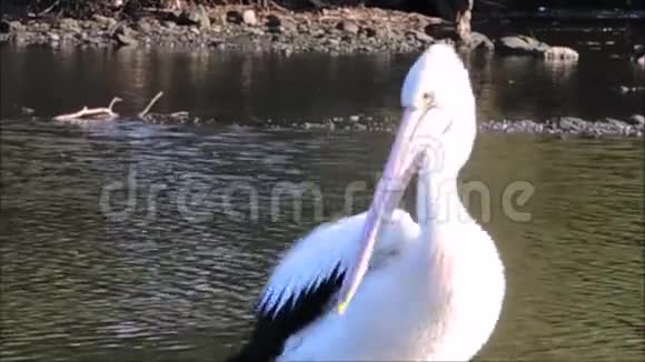 一段录像显示了澳大利亚白是如何在澳大利亚悉尼库克河清洗和划伤自己的视频的预览图