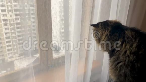 美丽的成年猫看着窗外的鸽子视频的预览图