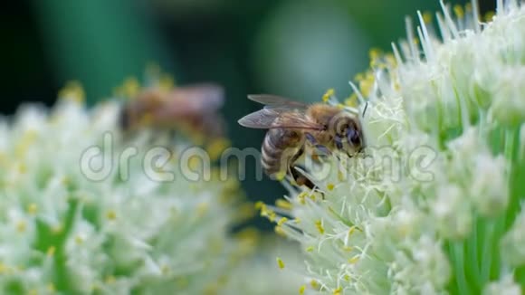 蜜蜂在花上蜜蜂从花中采集花蜜视频的预览图