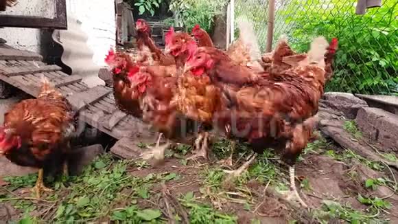 一个乡下老谷仓里的红母鸡正焦急地看着摄像机视频的预览图