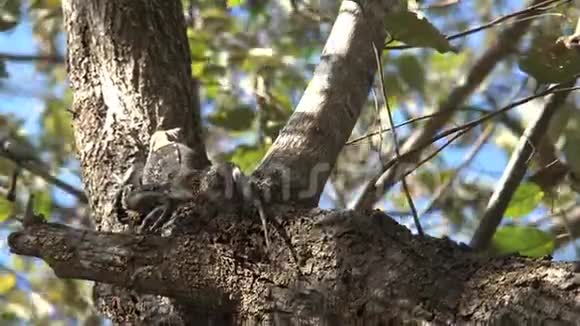 在森林里树上的蜥蜴视频的预览图