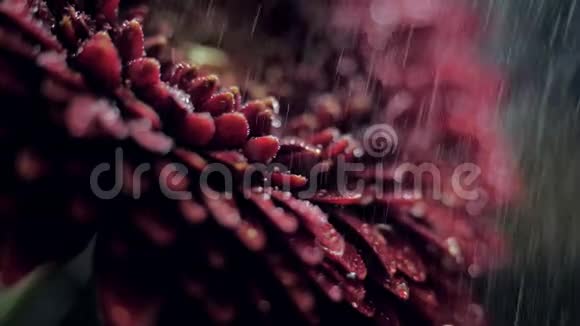 在模糊的背景下雨中的深红大花瓣视频的预览图