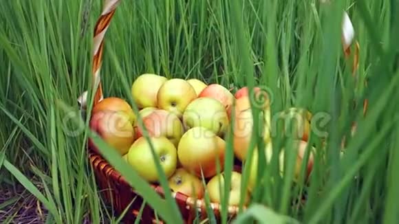 在花园的草地上用大柳条篮子新鲜摘有机苹果收获概念视频的预览图