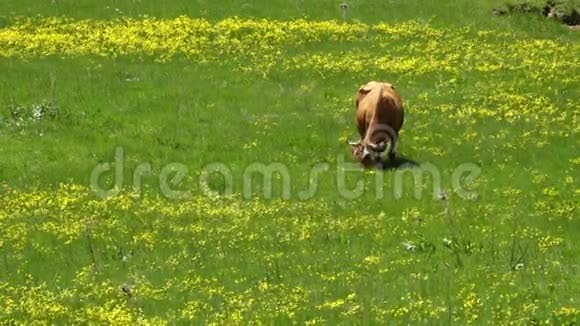 奶牛在阿塞拜疆山区吃草视频的预览图